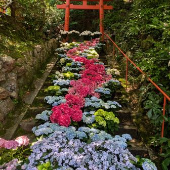 あじさいの花階段