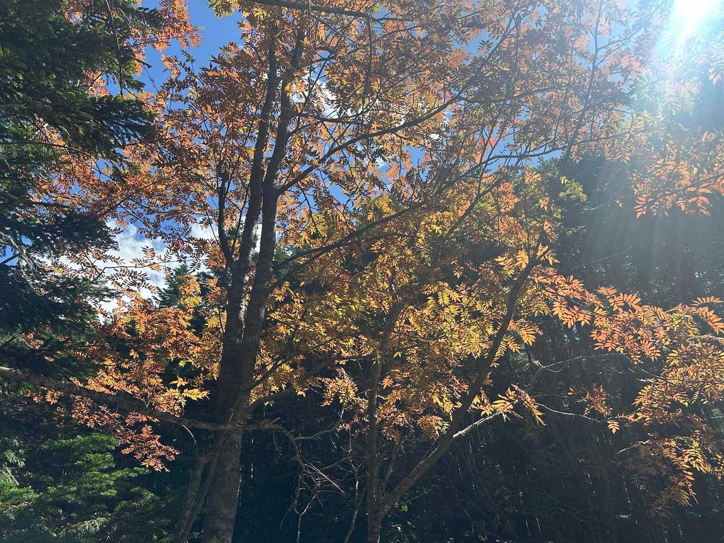 紅葉🍁が始まってます