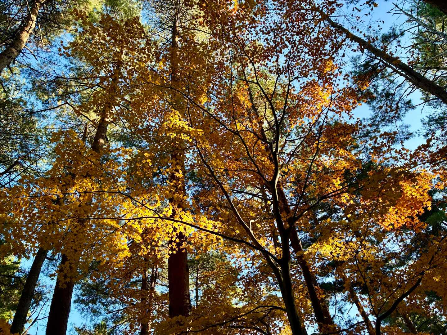 植林帯の中に紅葉🍁
この季節は陽が落ちるのが早いので北側や東側斜面はまだお昼過ぎなのに夕方の暗さでした