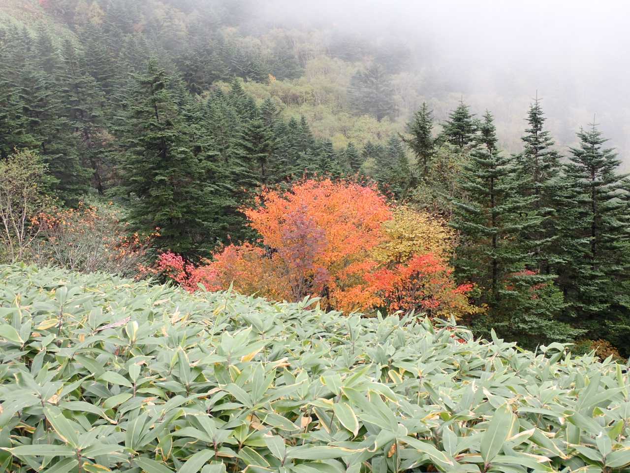 紅葉が美しい。