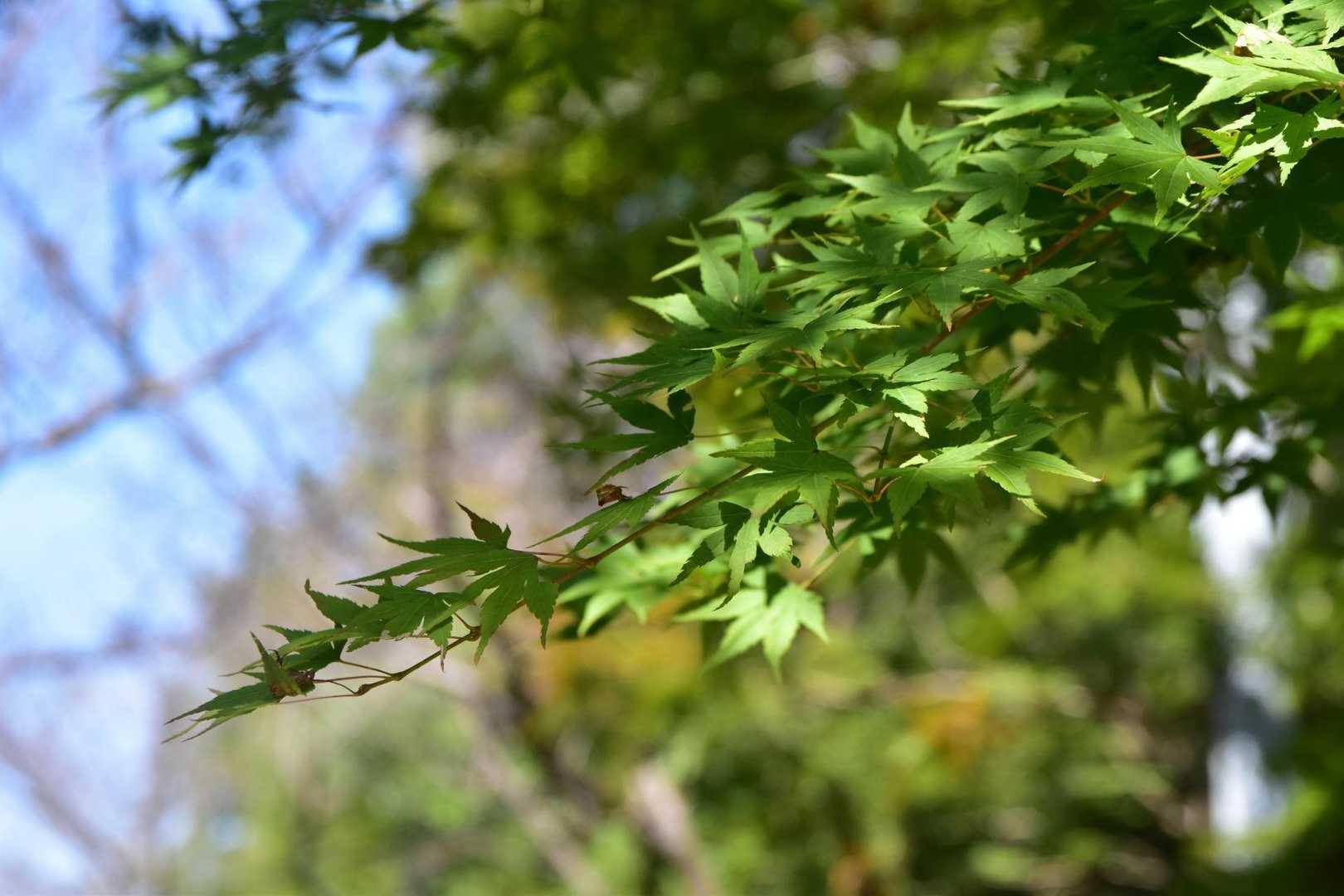 でもまだまだ暑い、カエデも青々としている、紅葉は少し遅れるかな🍁