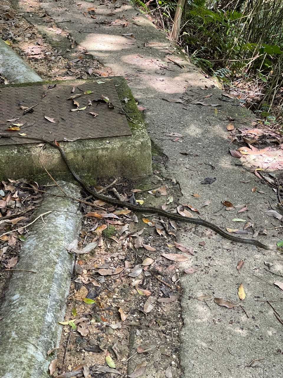 ニョロ🐍なかなか気づいてくれずしばらく通れず（笑）