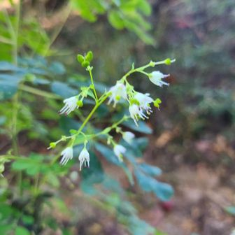 先週の養老山でもみかけた、マツカゼソウかな？小さくて、かわいい♡