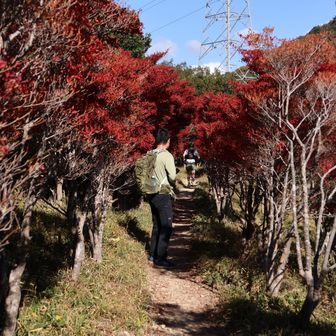 トレランのお兄さんが
駆け上がって行かれた🏃‍➡️