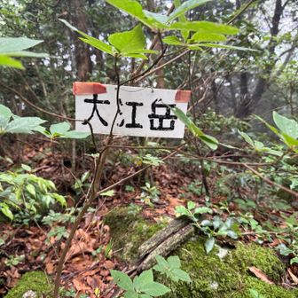 すぐそばに大江岳の山名標もあった。