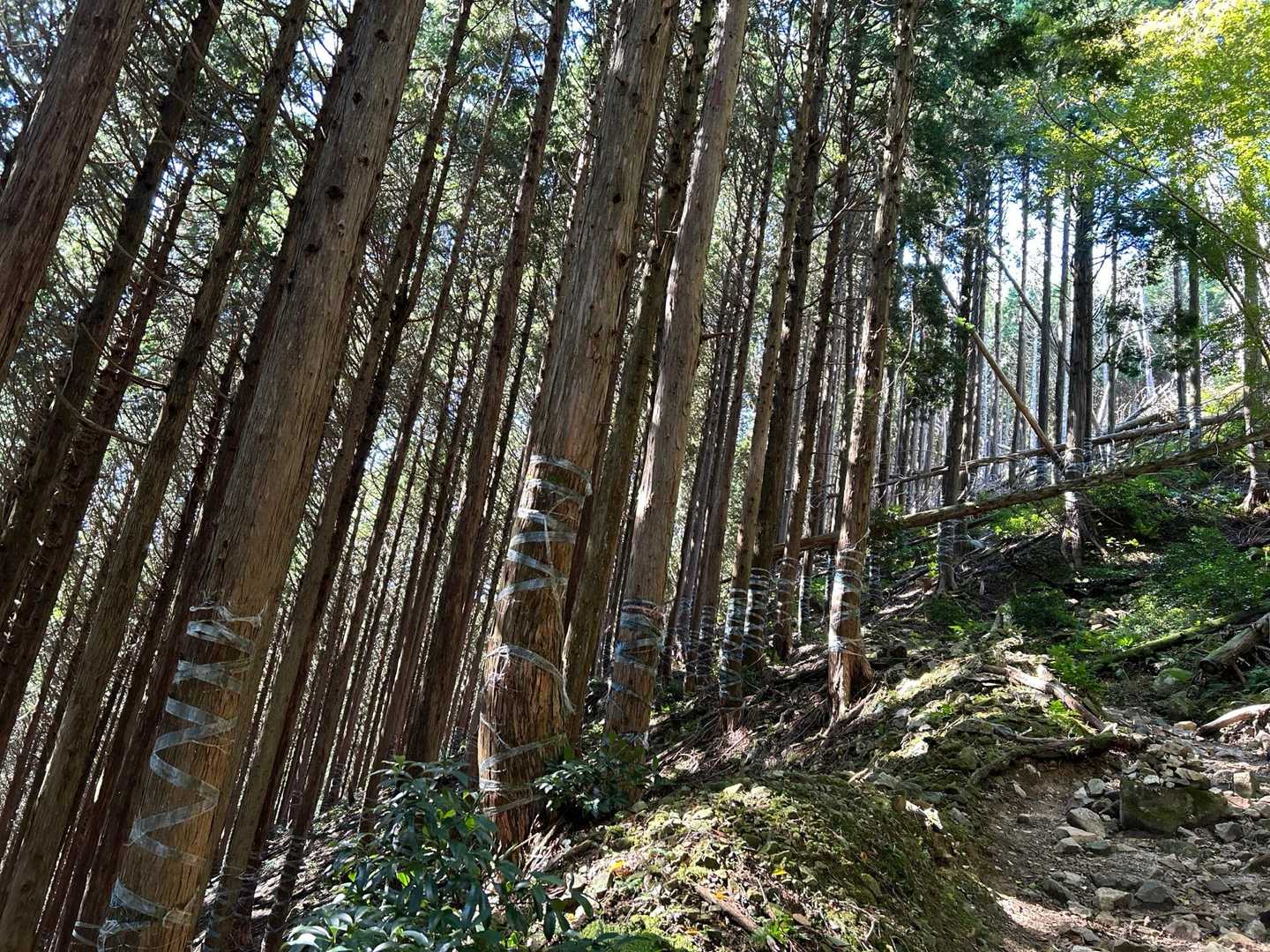 何故か幹にビニールテープが巻いてある