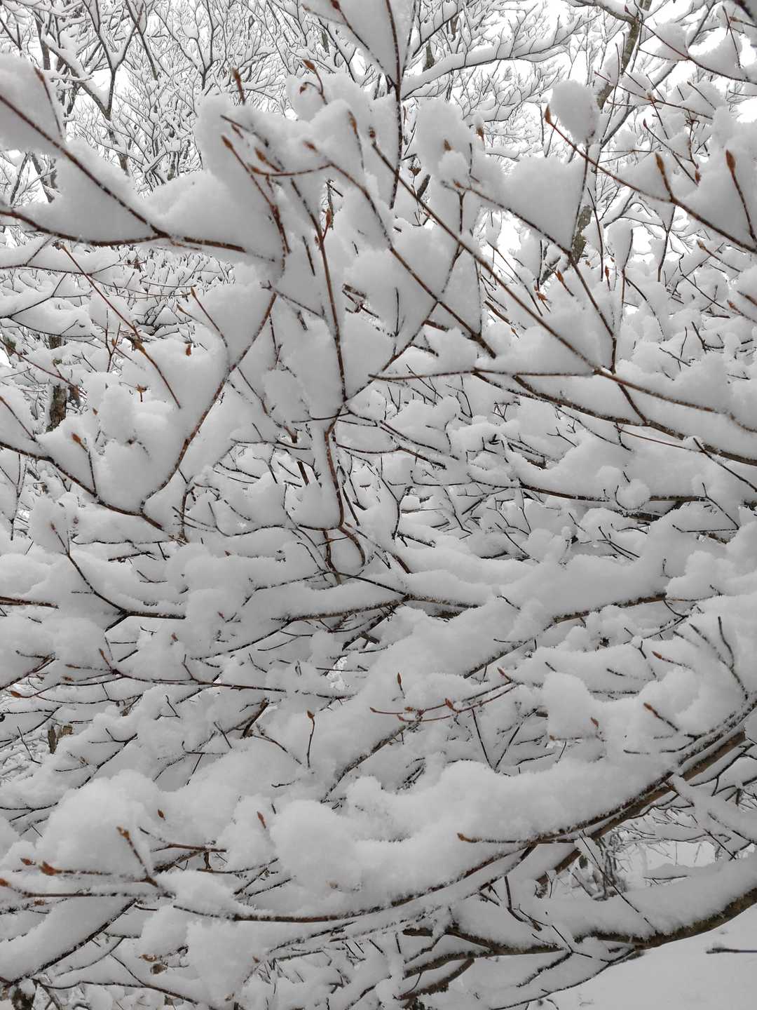 木に積もった雪がとても綺麗