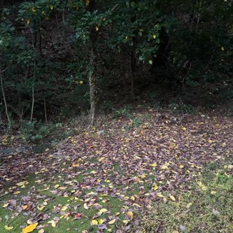 北新在家南側登山口⬅️