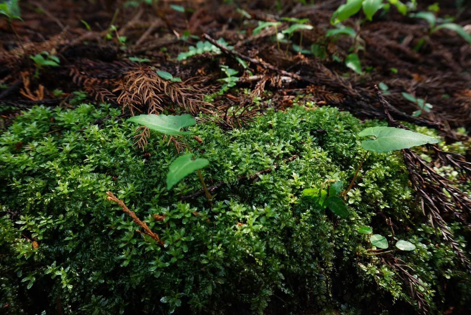 チョウチンゴケ💚