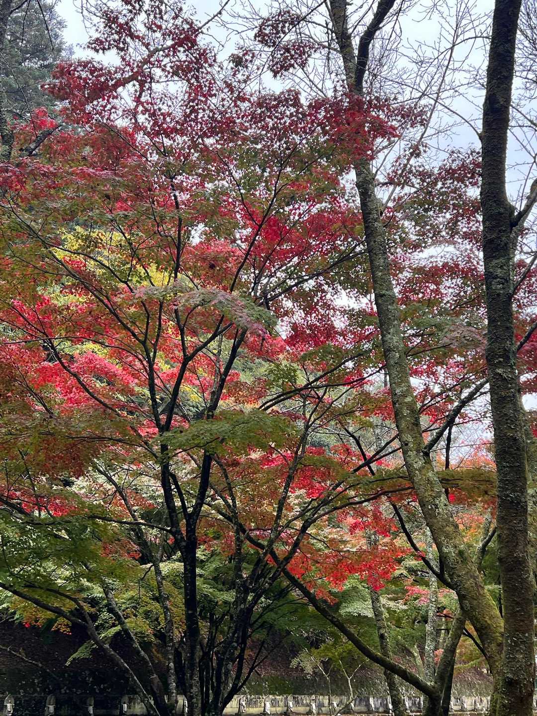 登山口駅-箸蔵寺-箸蔵山-箸蔵寺駅 往復コースの写真