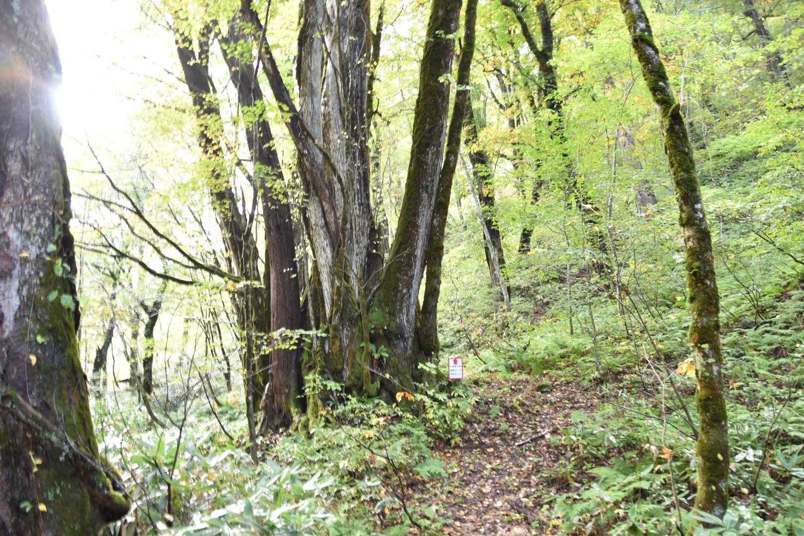 雰囲気が加無山や甑山と似ています。
丁山地、同じ領域だからですね。
