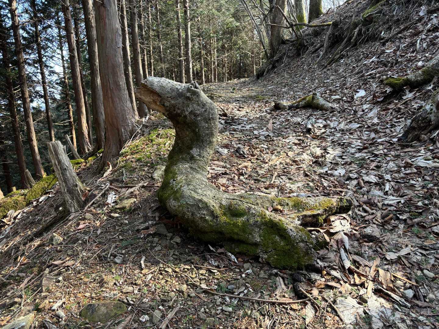 遠くから見たら👀なんか恐竜🦕のような奇妙な木🪾🌲で一瞬、びっくり😳しました😓。