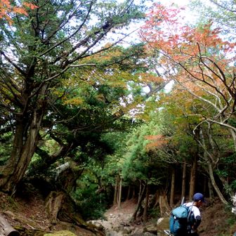 紅葉がはじまっています。