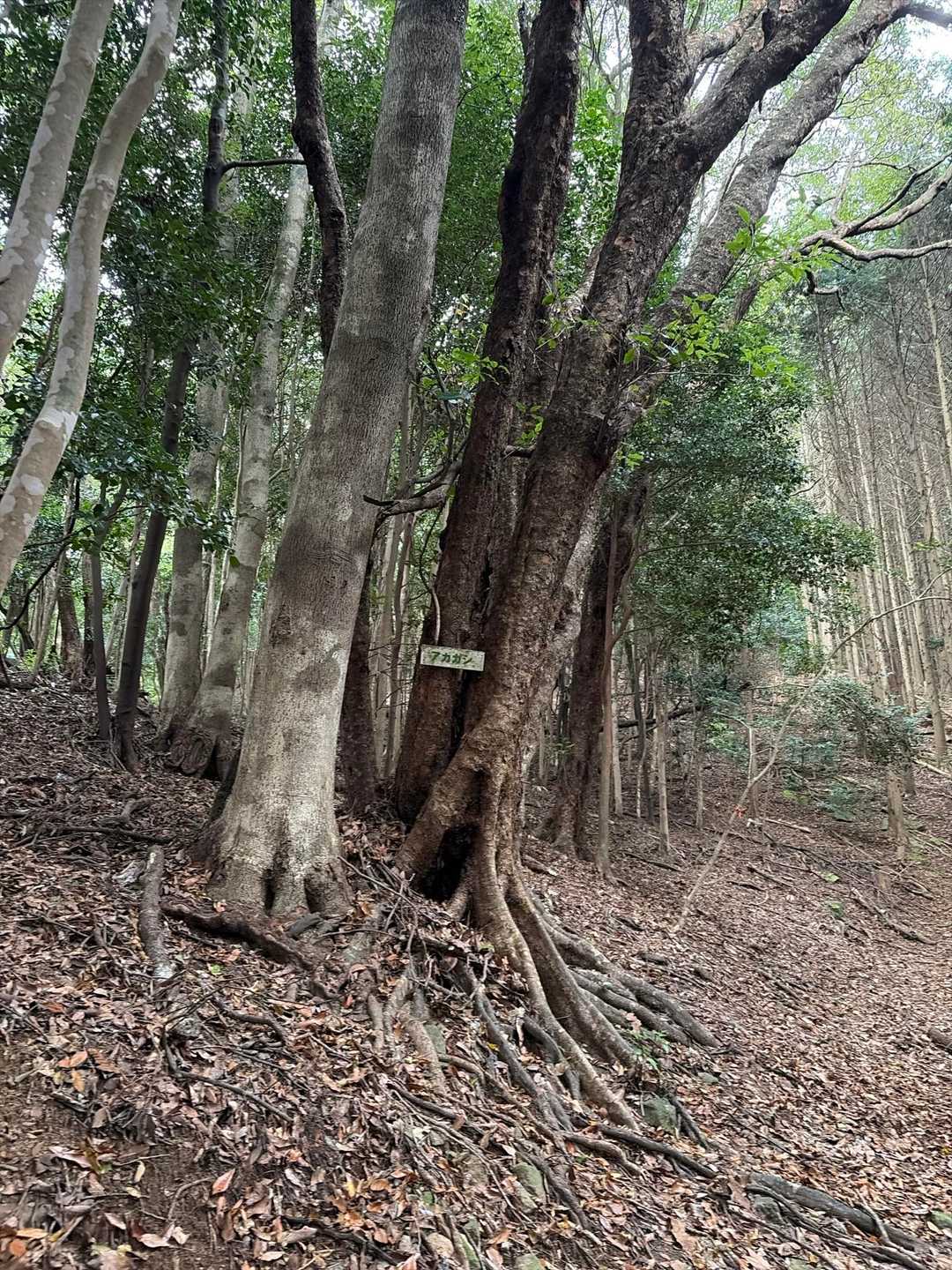 竜良山 往復 | 太古の原生林を歩く、対馬の天道信仰の聖地の写真