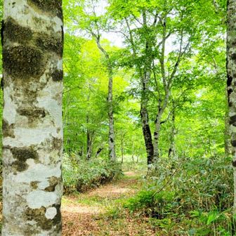 一般社団法人オグナの森の守人
