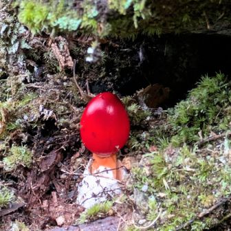 丸くて、かわいい！
はじてまして。