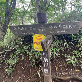 ガスガスで塔ノ岳あきらめ鍋割山へ
しかも結構涼しい