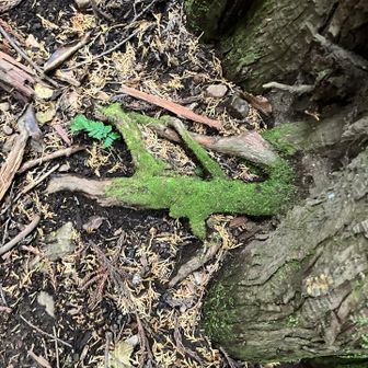緑の昆虫が木に🌳隠れようとしてるみたいに見えるの👀