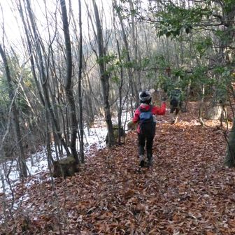 帰途はさっきの急登を下るのを避け、以前一度歩いた東への尾根道で林道を目指しました。