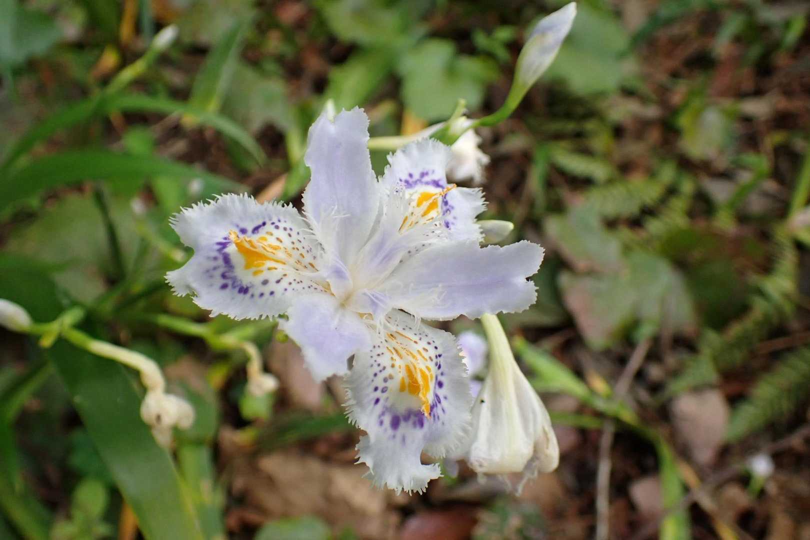 去年唯一覚えた花「シャガ」