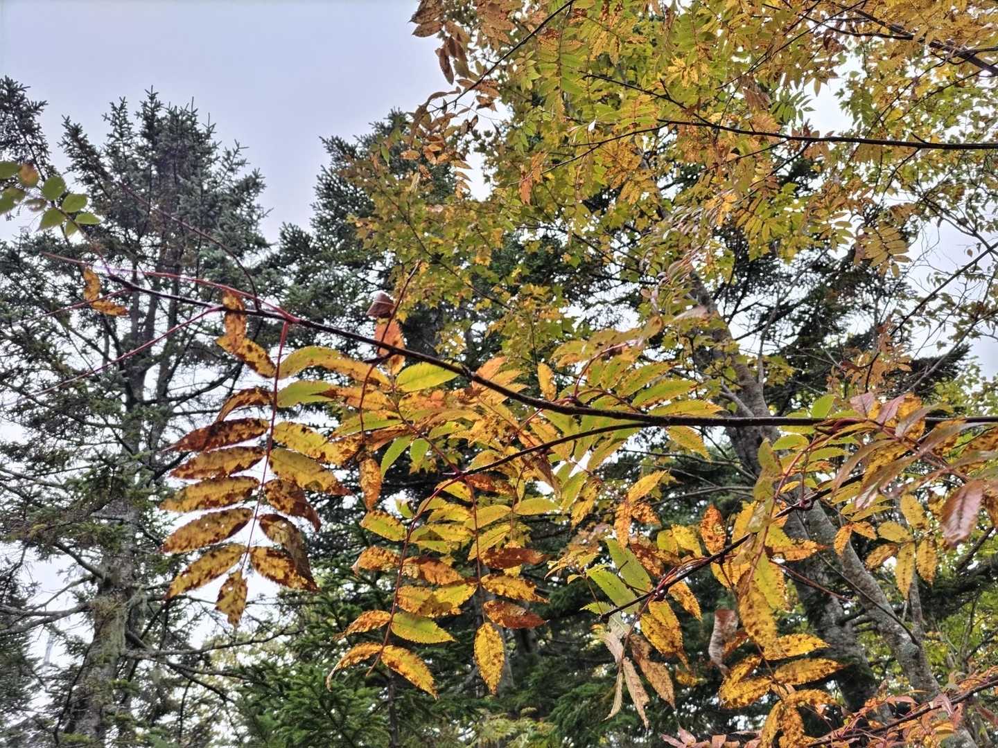 紅葉がチラホラ🍂
