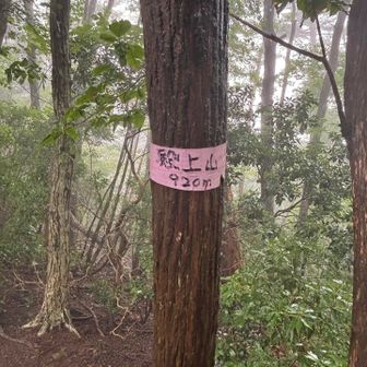 殿上山⛰️
久しぶりの山で、だいぶ疲れてきました😓