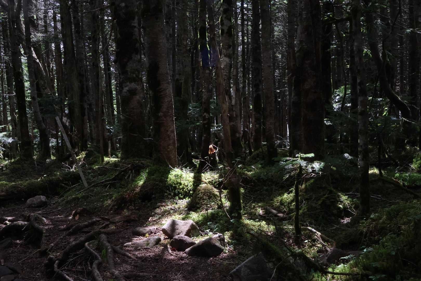 時々苔むす雰囲気を楽しみながら、ケガ無く無事下山