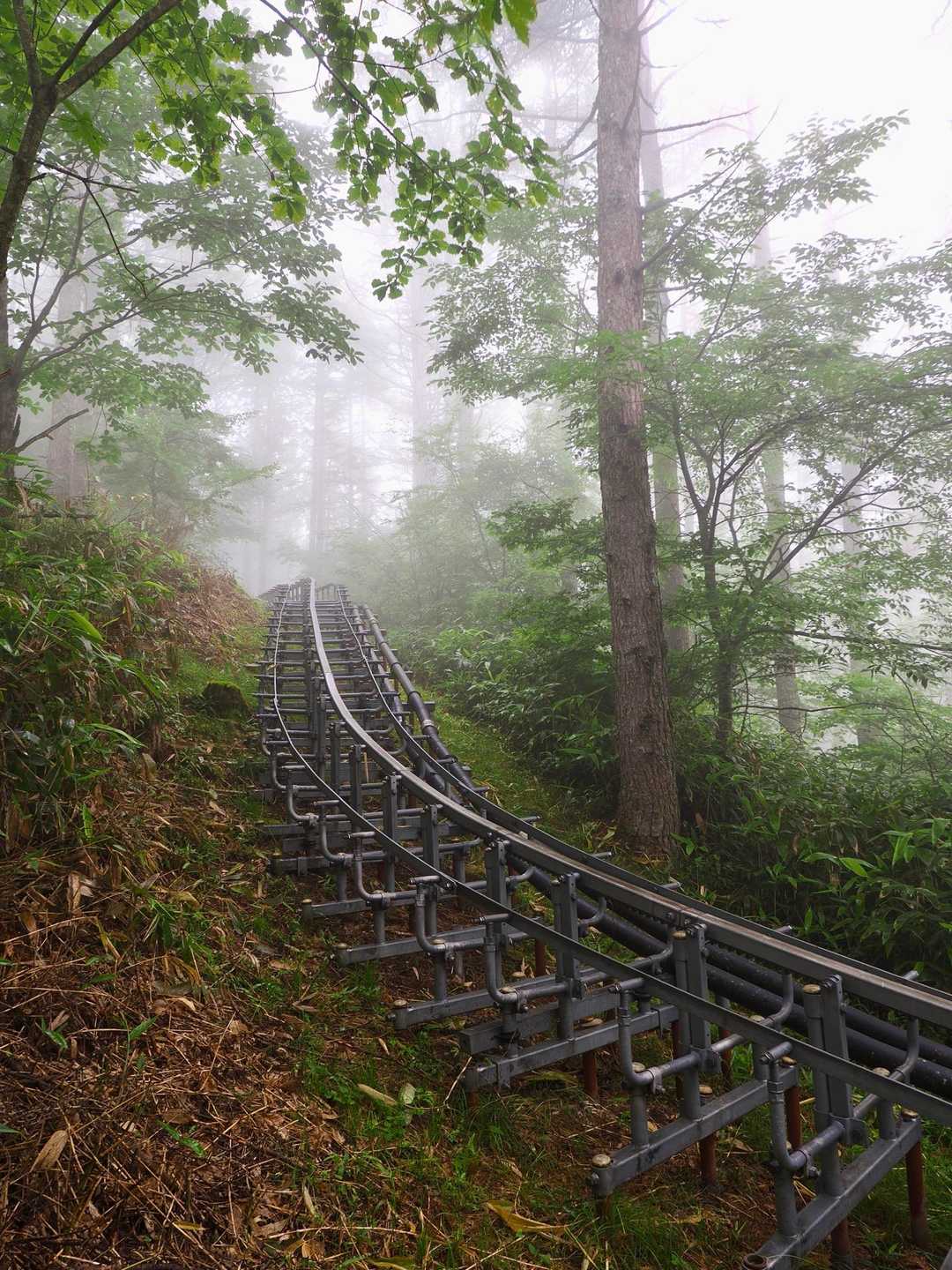 権兵衛峠登山口-北沢山-コイノコ 往復コースの写真