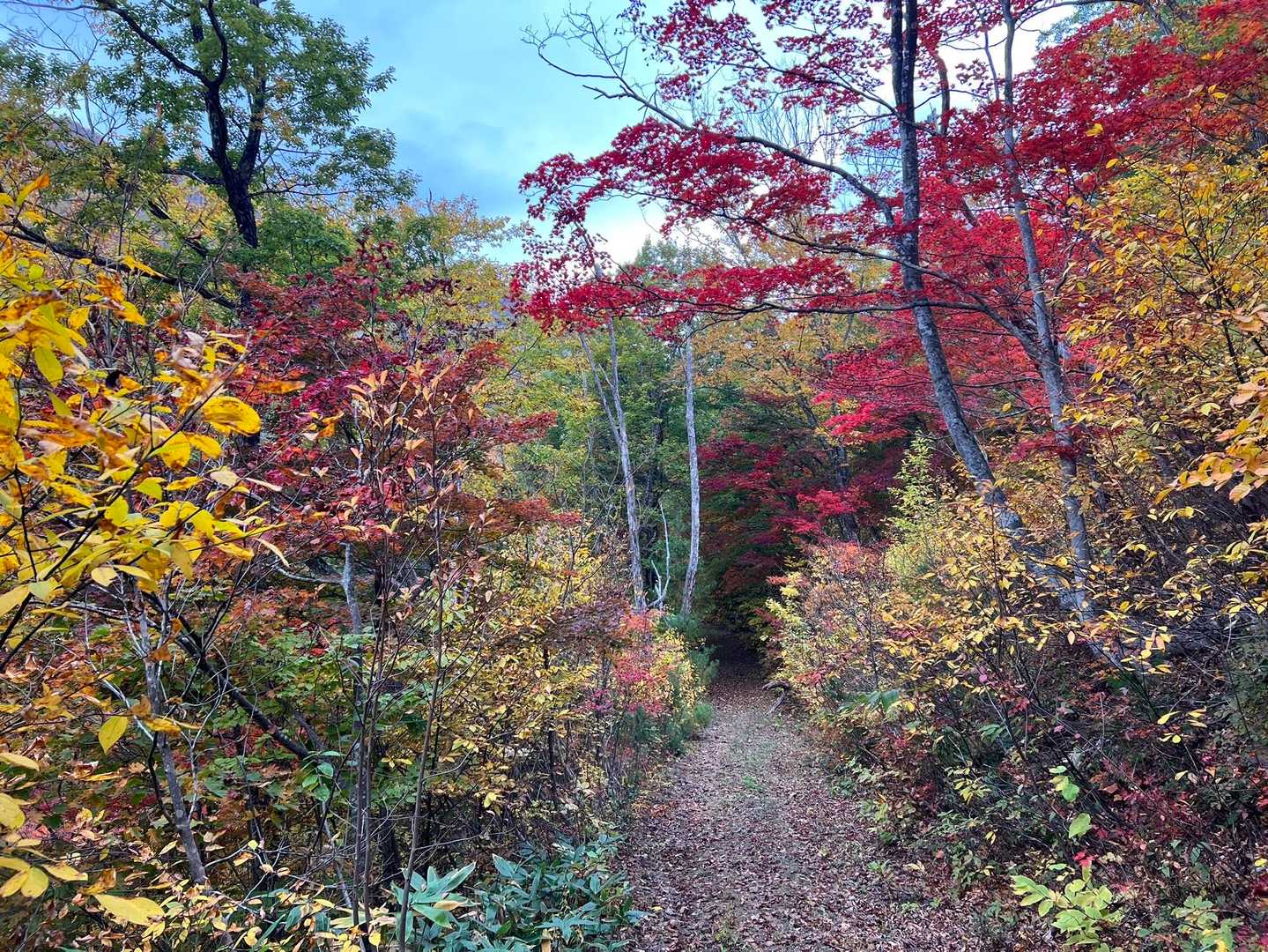 あ〜楽しかった〜❣️
まもなく登山口
きれいなので名残惜しく
振り返っては📷´-
