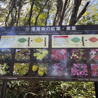 紅葉•黄葉🍁🟡
ふむふむ🤨