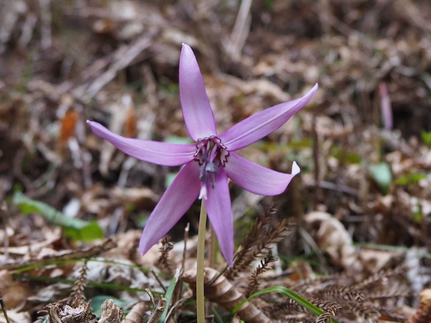 最後にカタクリも少し開花してました。