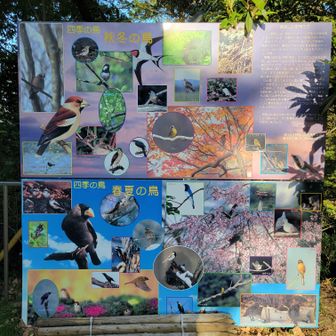 観音山付近で会える鳥さんたち