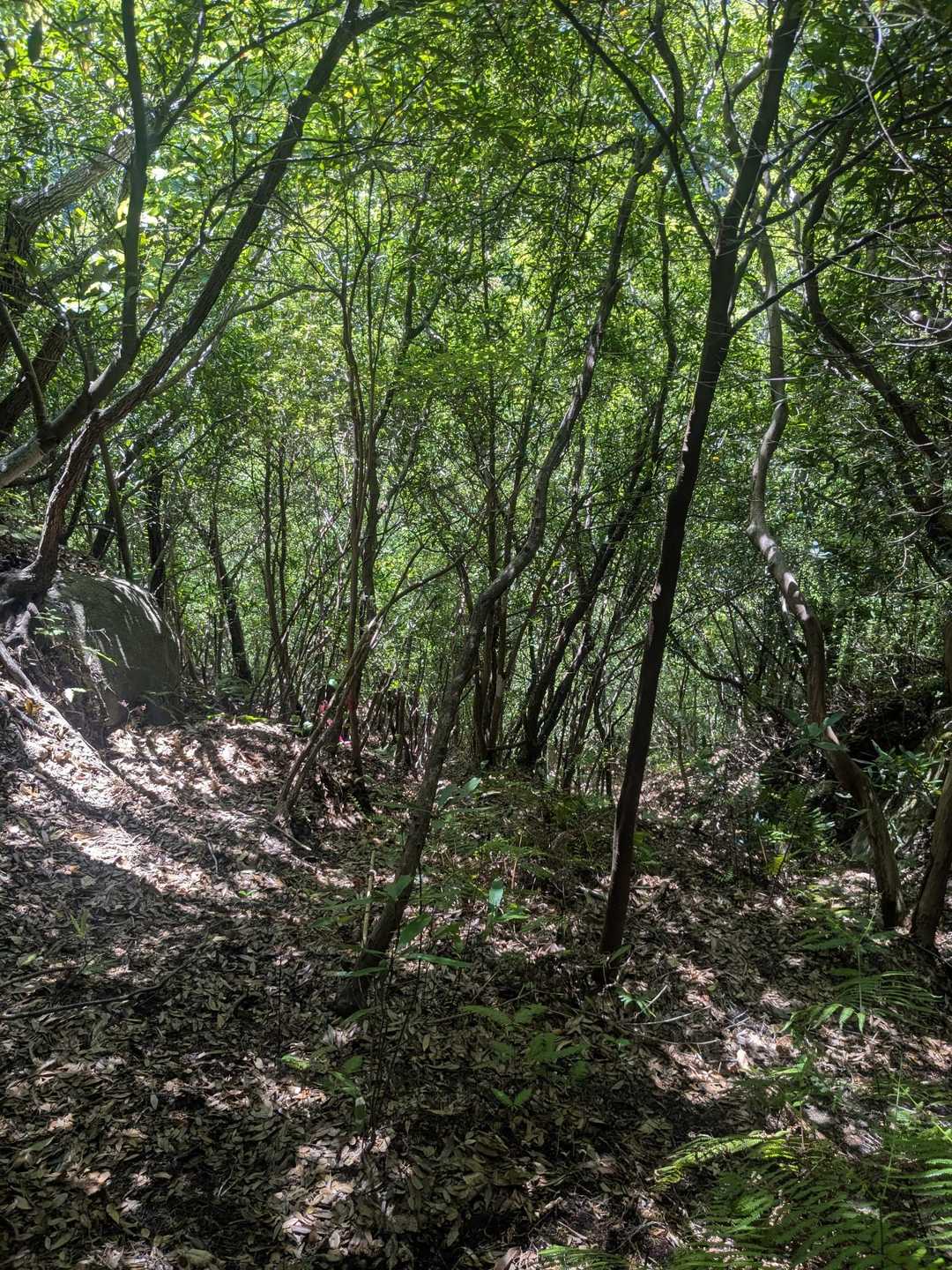 奇絶峡-暗谷山-三星山 往復コースの写真