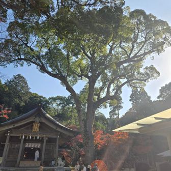 パワーをもらえる大木