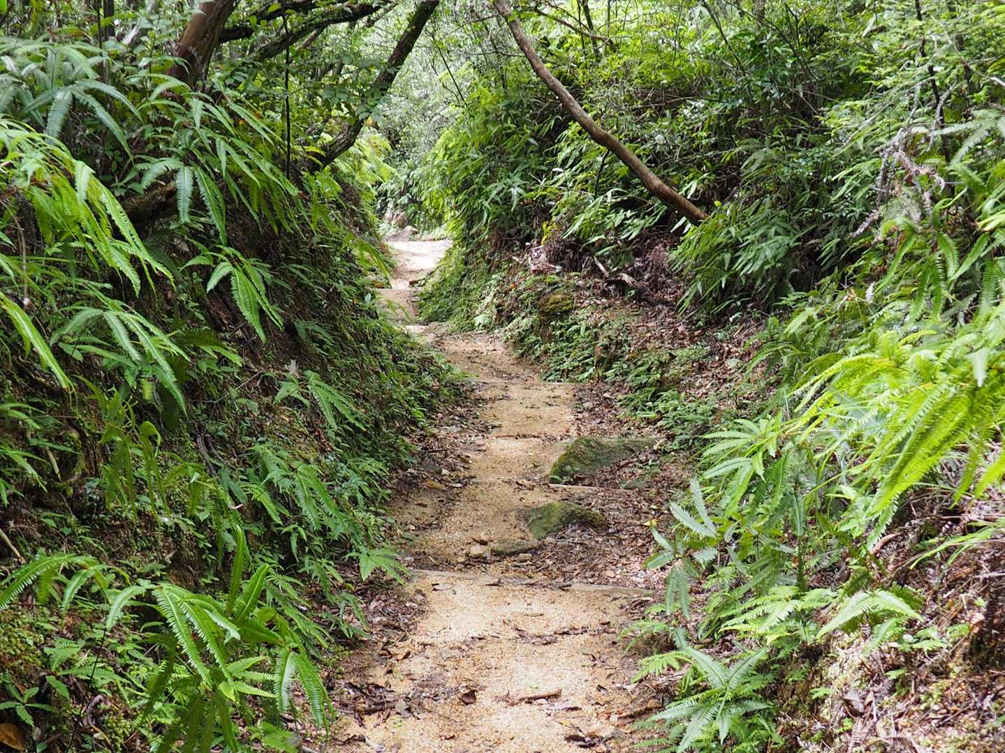下山口近くになって漸く歩きやすくなった。