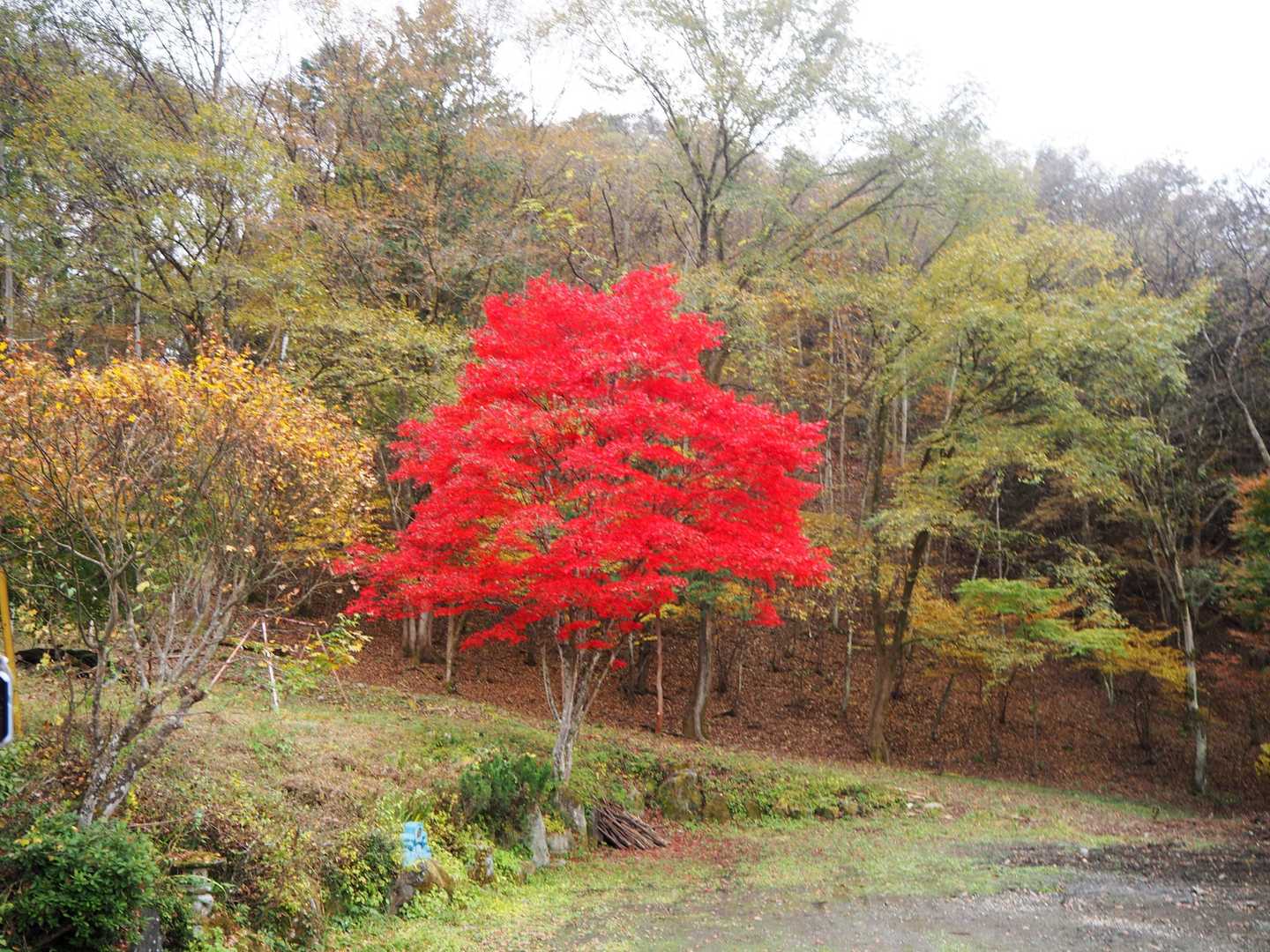 紅葉🍁見納めです