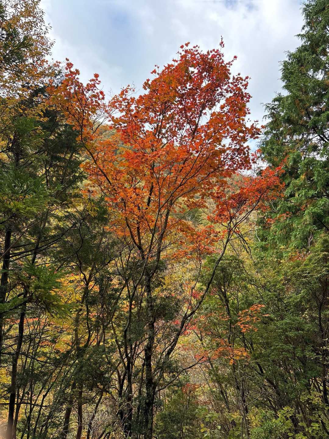 紅葉真っ盛り🍁