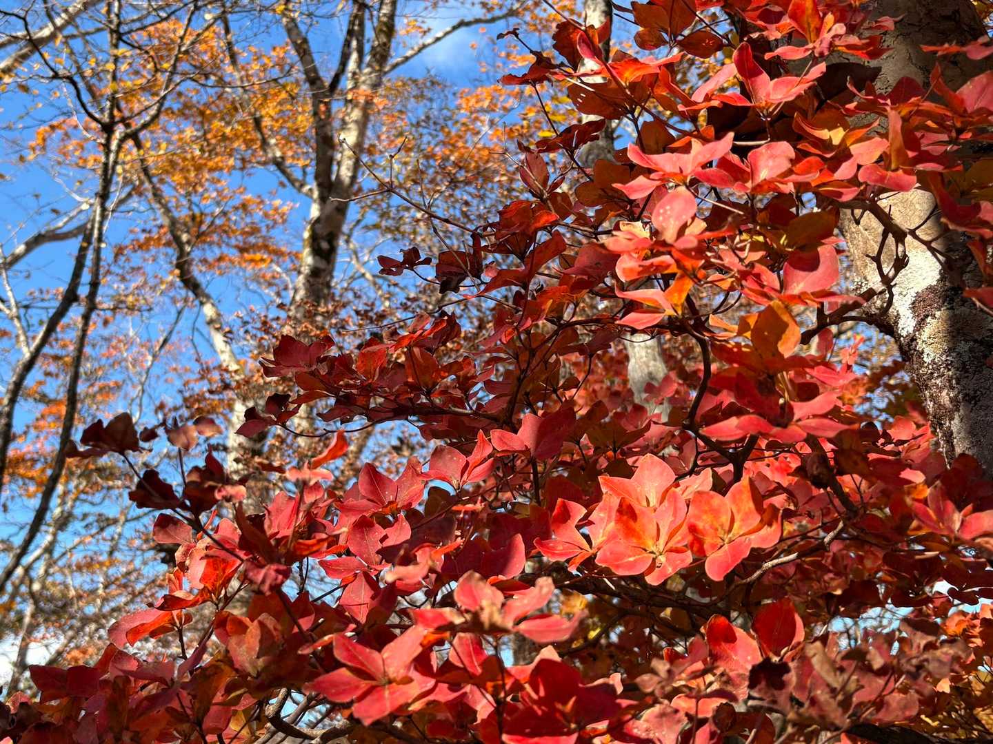 赤い子🍁