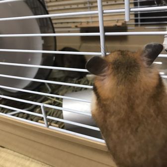 デグーサンド