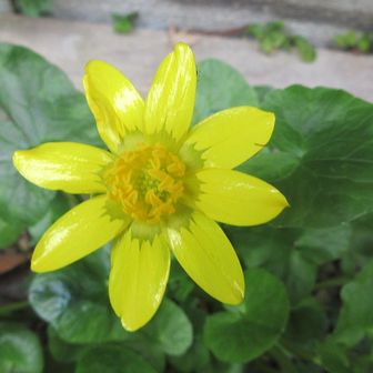 境内へ下りると
👀住職さん・与太さん・Mo氏🙋‍♂️
👀植栽のヒメリュウキンカ