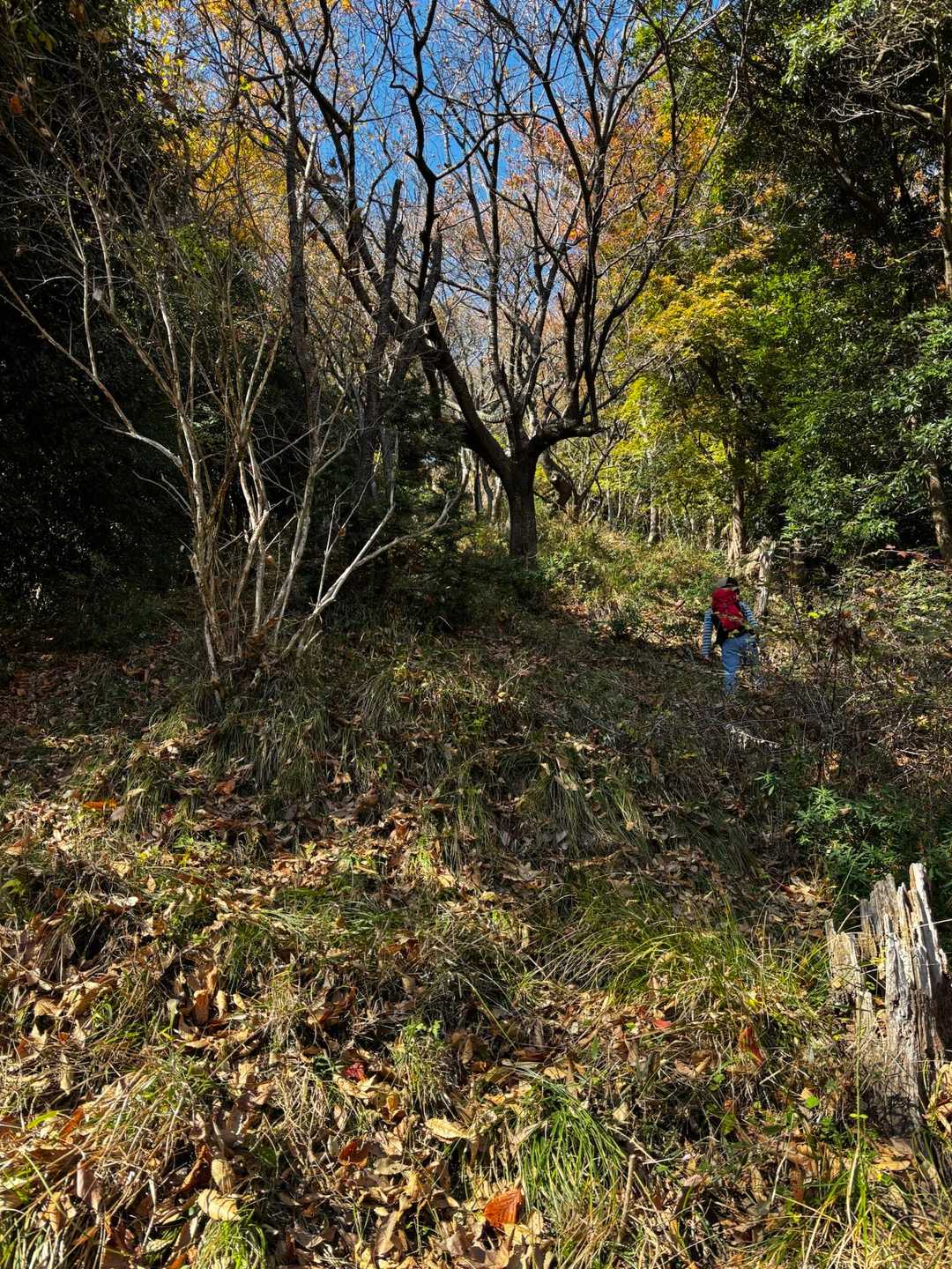 かなりの急登を登ります。
ジグザグと…
つく坊は今日もなんだか調子いい！！もりもり登る！