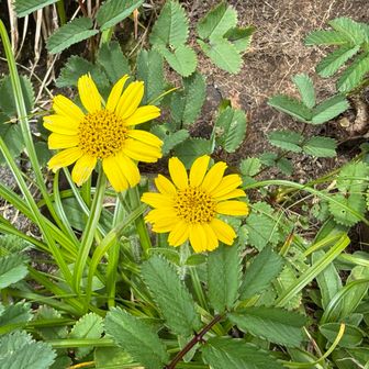 ウサギギク🌼
