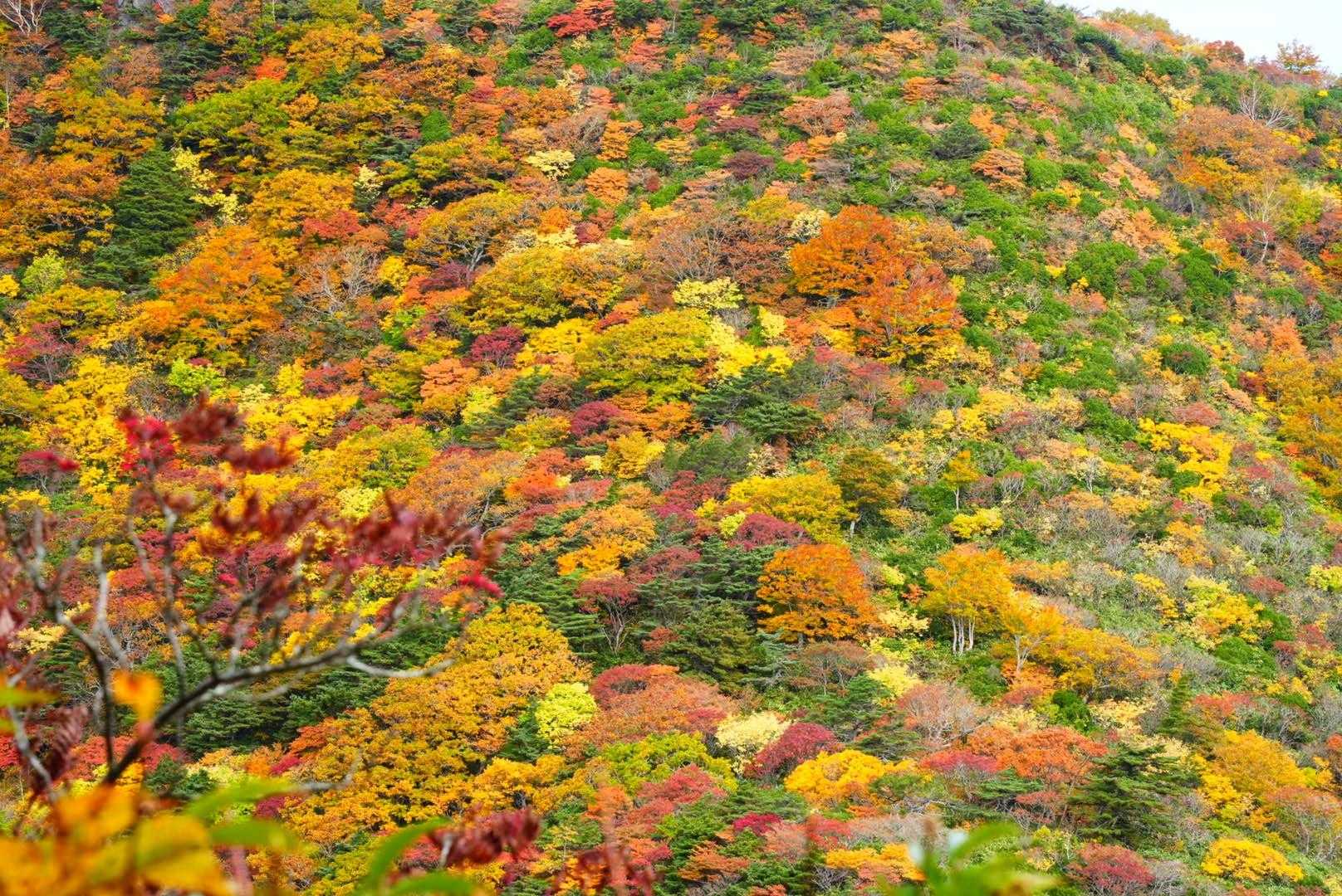 陽射し無いけどこの鮮やかさ🍁🍁🍁