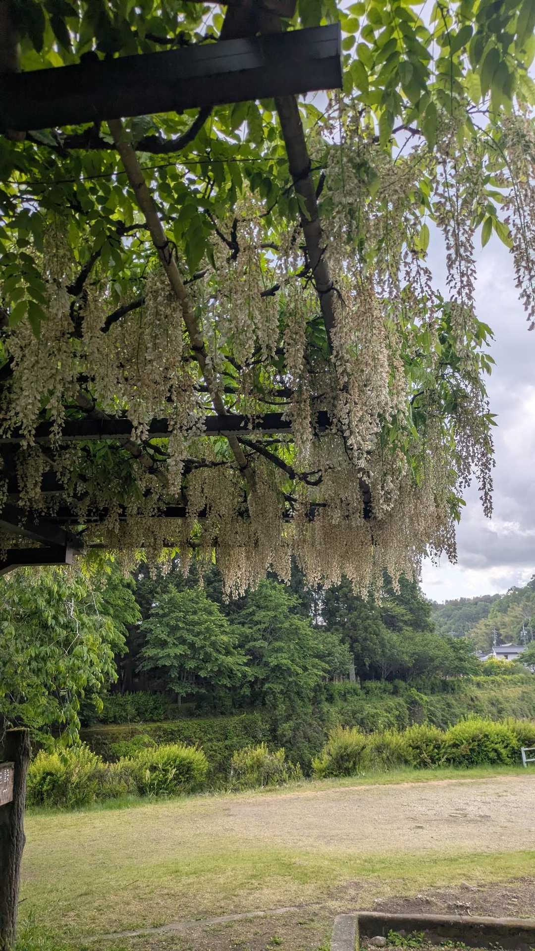 ふじの回廊口 バス停-城ヶ根山展望台登り口-城ヶ根山 往復コースの写真