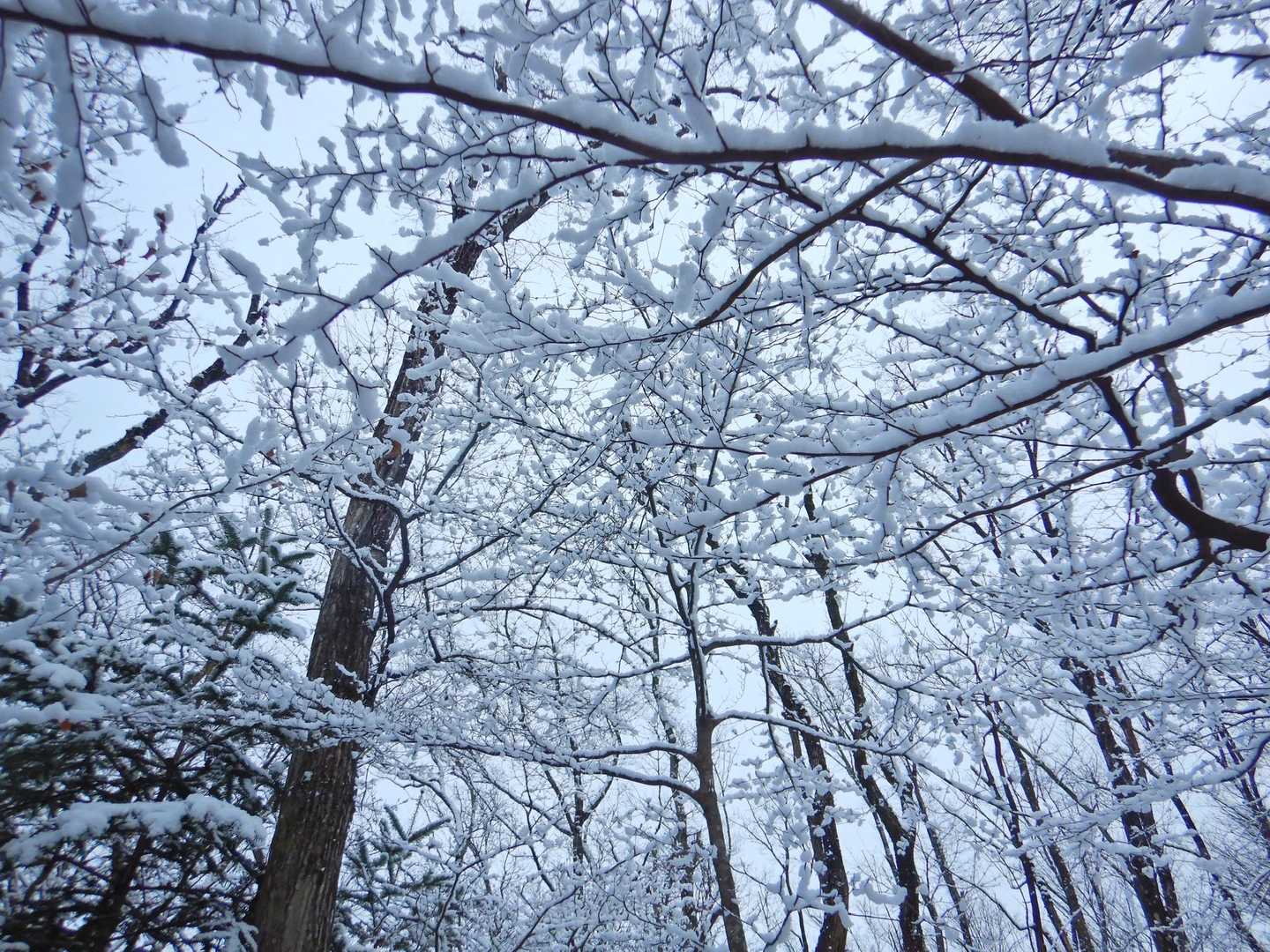 元旦の穏やかな好天とは一転。雪の朝です❄️