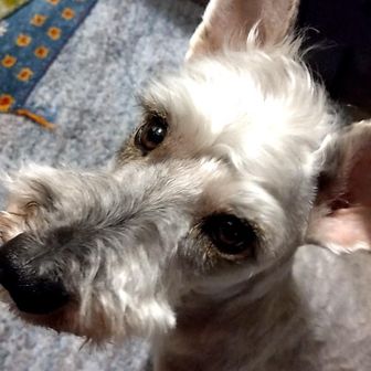 ちゅうりんりん