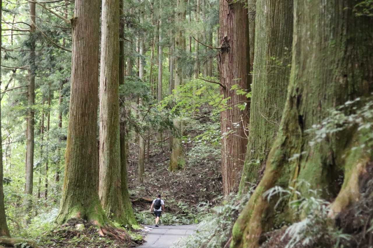 静かな杉並木をドンドン歩きます♪♪

朝早くから湿度も高く
汗がふきだしてくる💦