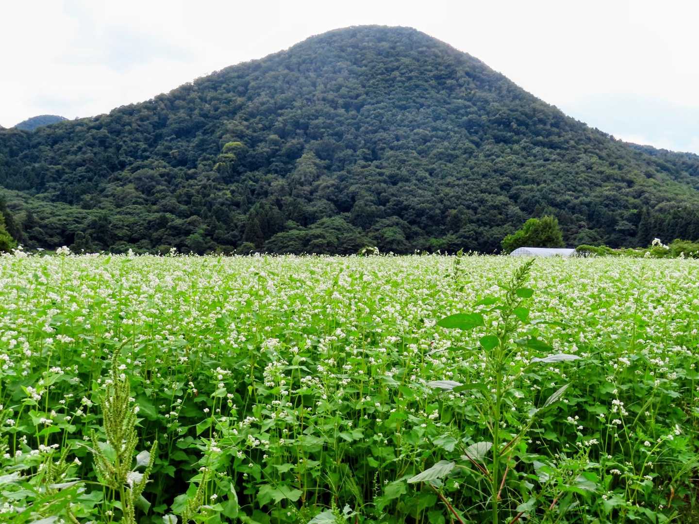 
蕎麦畑と大岡山もいいですね✨️
