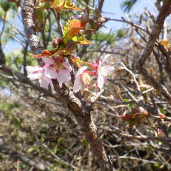 山頂には山桜が可憐に咲いてます