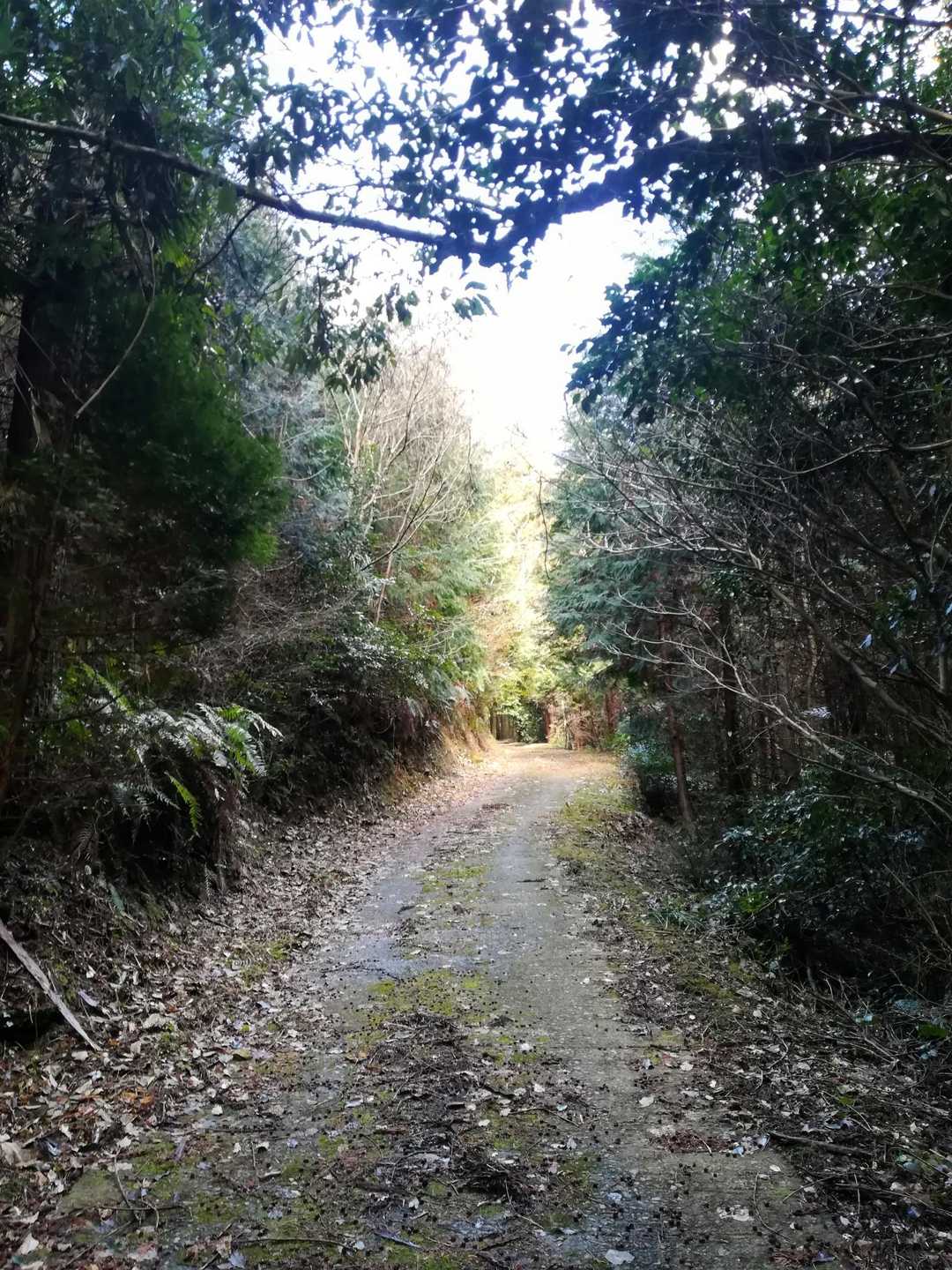 中間地点位までは林道を歩きです。